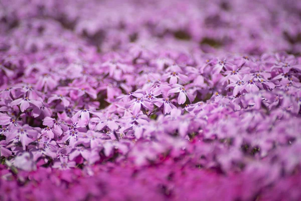 Wallpaper Violet Purple Flowers — Stock Photo, Image