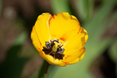  Duvar kağıdı rengi zambak sarısı