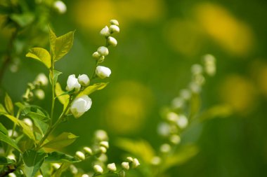  Duvar kağıdı elma ağacı çiçekleri