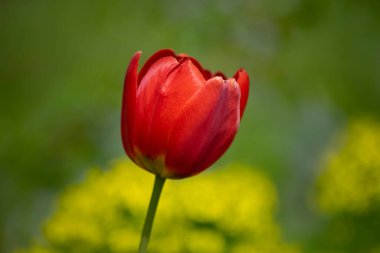  Duvar kâğıdı lale ekme alanı