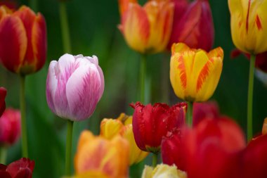  Duvar kâğıdı lale ekme alanı