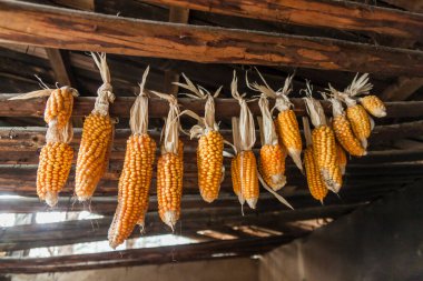 Kırsal bölgedeki geleneksel Bhutan evinde bir çubukta asılı duran bir sürü tatlı mısır.