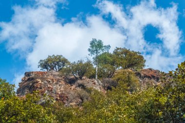 Butan 'daki dağ ormanı, ilkbaharda Himalayalar, Thimphu yakınlarındaki dağ manastırına giden yol..