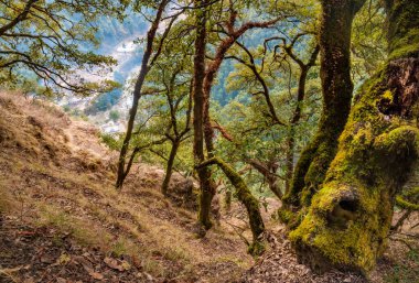 Butan 'daki dağ ormanındaki patika, ilkbaharda Himalayalar