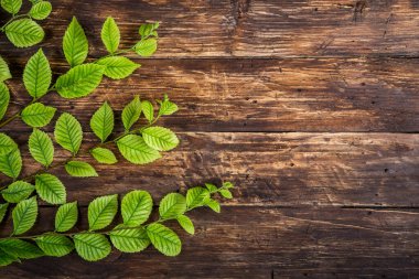 Yaprakları ile yeşil bahar dalları Tahta vintage arkaplan, Metin için alan, Doğa Sınırı