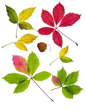 Renkli sarı, kırmızı ve yeşil sonbahar yaprakları beyaz arka planda izole edilmiş. Parlak sonbahar yaprakları koleksiyonu.