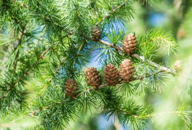 Larix Gmelinii veya Dahurian tarlası. Kozalaklı ağaçtaki kozalaklar.