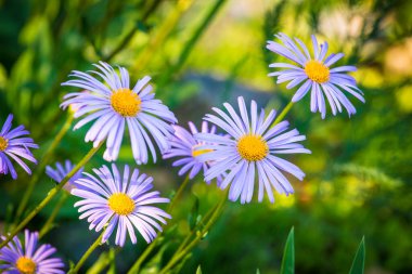 Alpine Aster Alpinus. Sarı merkezli mor mavi çiçekli dekoratif bahçe çiçeği, papatya çayına benzer.