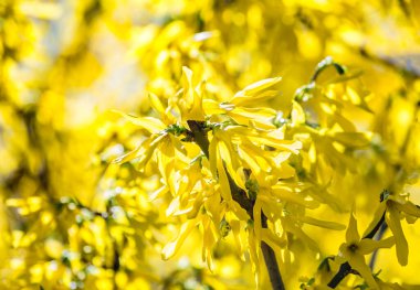 Sarı çalı çiçeğinin yumuşak odak görüntüsü.