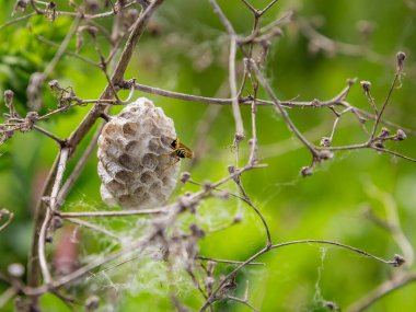 Yabanarısı Vespula vulgaris Çimlerin üzerinde oturuyor
