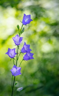 Peach-Leaved Bellflower Campanula persisisifolia çiçeğinin soluk mavi çiçekleri. Metin için boş alan.