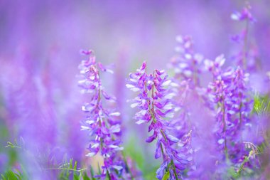 Bezelye faresi çiçekleri ya da Vicia cracca ya da kuş, mavi ya da can sıkıcı, seçici odak, yakın çekim. Leylak çiçekli arka plan.