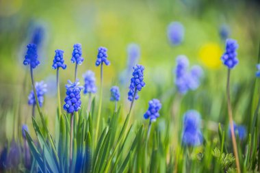 Mavi muscari çiçekleri ya da açık havada çiçek açan üzümlü sümbül. Renkli mavi çiçekli bahar arkaplanı