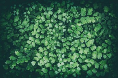 Koyu yeşil tropikal yaprak dokusu arka plan, Doğal arkaplan ve duvar kağıdı