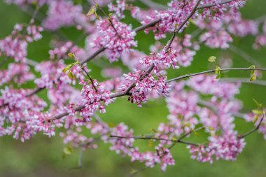 Cercis silikastrum ya da Judas ağacı. İlkbaharda güzel pembe çiçekler açan süs ağacı. Doğu kızıl tomurcukları bahar zamanı çiçek açar. Yumuşak odak, bulanık arkaplan.