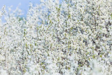 Kısmi optik bulanıklık içinde çiçek açan siyah diken Prunus spinosa, bahar arkaplanı, kopyalama alanı