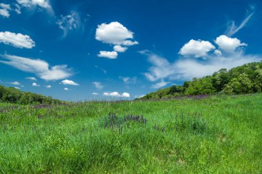 Mavi gökyüzünün altında bulutlu yeşil çayır