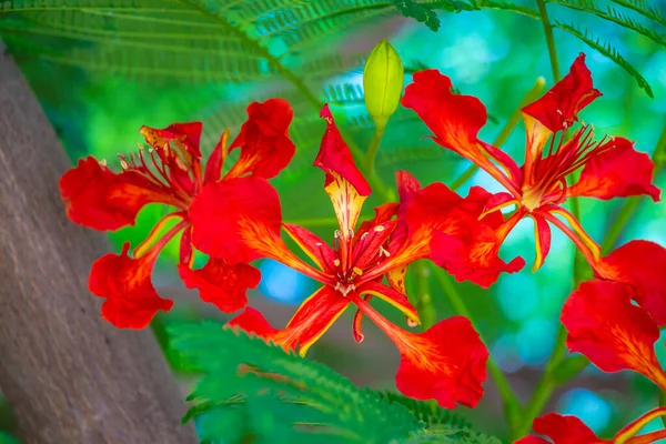 フランボワヤンまたはデロンクス地域赤花を閉じます 美しい熱帯の炎の木の花 イスラエル ネタニヤフのロイヤル ポワナナの木や炎の木や孔雀の花 — ストック写真