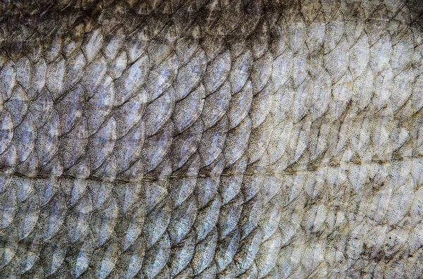 Scales Dried Fish Abstract Background — Stock Photo, Image