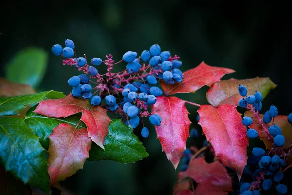 Mahonia Aquifolium Oregoni Szőlő Vagy Oregoni Szőlő Kék Gyümölcsök Zöld — Stock Fotó