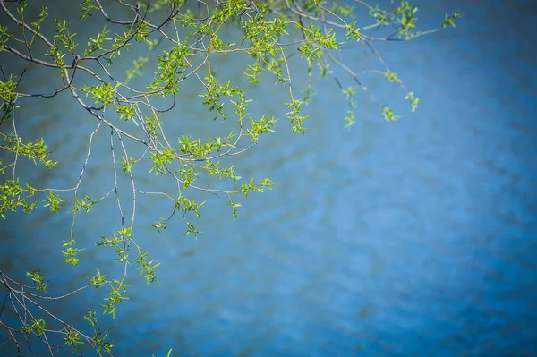 Весняний Фон Деревна Гілка Молодим Зеленим Листям Грубому Фоні Пульпистої — стокове фото