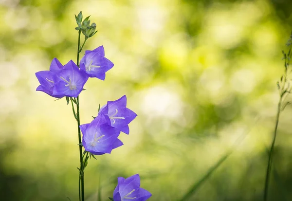 Blekt Blå Blommor Persikosallad Bellflower Campanula Persicifolia Grön Naturlig Blommig — Stockfoto