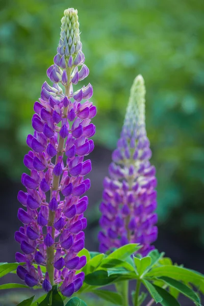 Detailní Záběr Barevného Modrého Květu Lupine Květiny — Stock fotografie