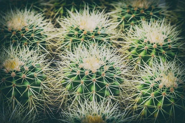 Green Cactus Plant Pattern Natural Background Dark Green Vintage Texture — Stock Photo, Image