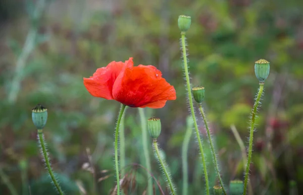 Close Beautiful Red Poppy Flower Symbol Remembrance Memory — Stock Photo, Image