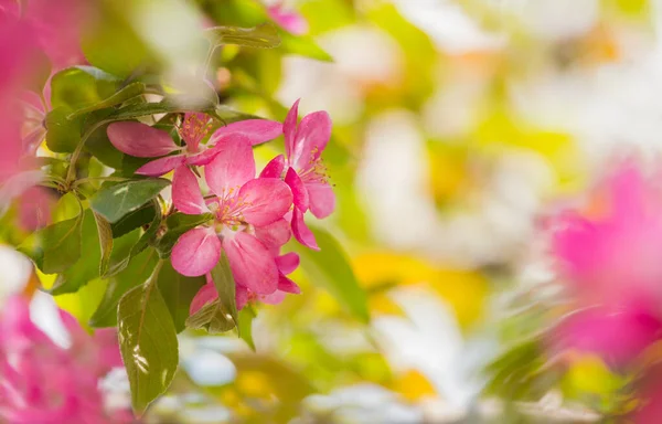 Blooming Ornamental Paradise Apple Tree Malus Niedzwetzkyana Dieck Pink Flowers — Stock Photo, Image
