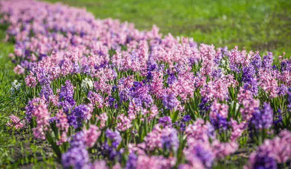 Grote Bloem Bed Met Multi Gekleurde Hyacinten Traditionele Paasbloemen Bloem — Stockfoto