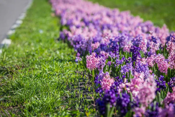 Велика Квіткова Ложа Багатокольоровими Гіацинтами Традиційні Пасхальні Квіти Квітковий Фон — стокове фото