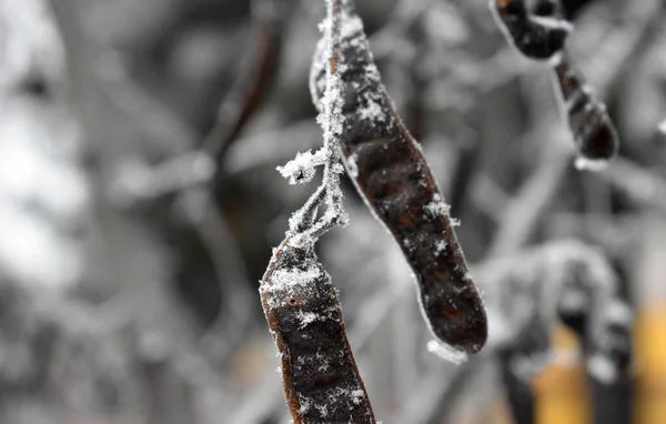 Graines Séchées Congelées Sur Une Branche — Photo