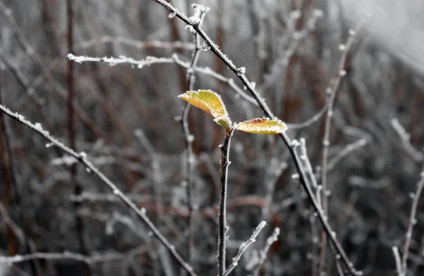 Foglie Gialle Congelate Nella Giornata Invernale Sera — Foto Stock