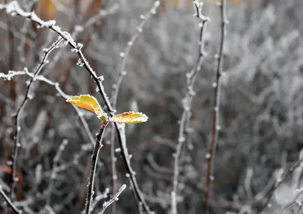 Foglie Gialle Congelate Nella Giornata Invernale Sera — Foto Stock