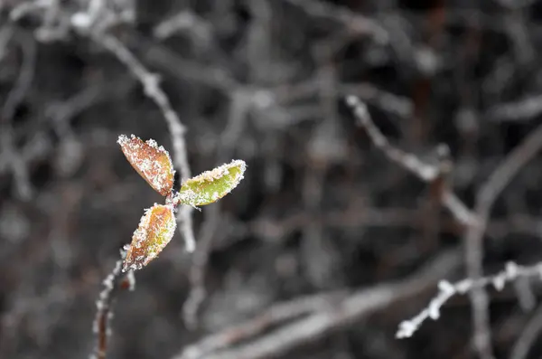 Замороженные Желтые Листья Вечерний Зимний День — стоковое фото