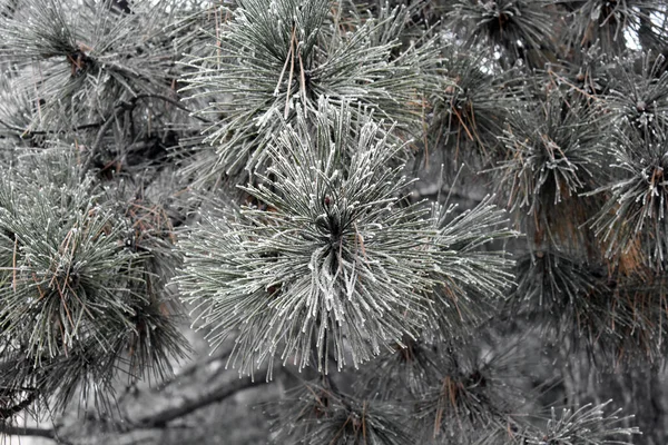 Spruce Tree Branches Covered Hoarfrost — Stock Photo, Image