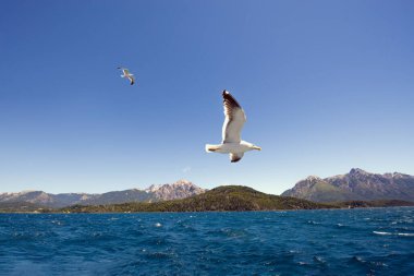 Patagonya Arjantin 'de göldeki martılar