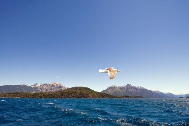 Cordillera de los Andes 'deki gölde martılar