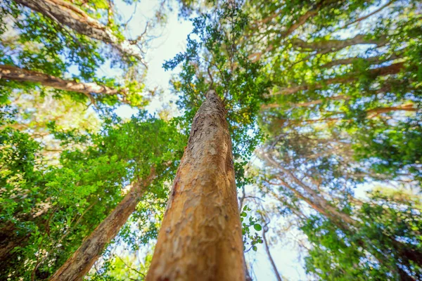 Perspektiv Myrten Skogen Bariloche Argentina Patagonien — Stockfoto