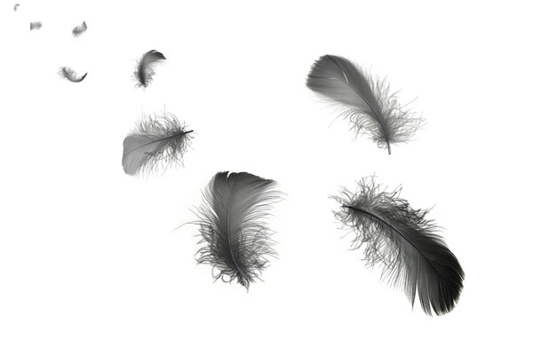 Light fluffy black feathers floating in the air. isolated on a white background