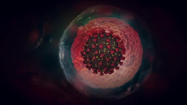 Ilustrasi cut-away dari novel coronavirus SARS-CoV-19. Animasi 3D dari serangan sel oleh virus. — Stok Video