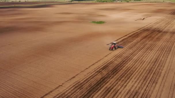 SLOW MOTION. Aerial view of falcon bird flyght above field and tractor. Eagle in Flight — Stock Video