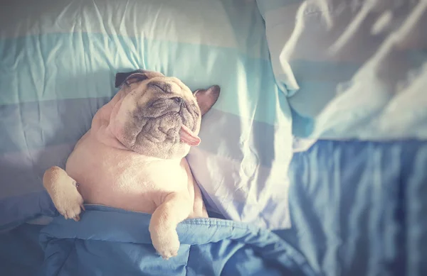 Χαριτωμένο Σκυλί Pug Κοιμάται Στο Κρεβάτι Τυλιγμένο Κουβέρτα Και Γλώσσα — Φωτογραφία Αρχείου
