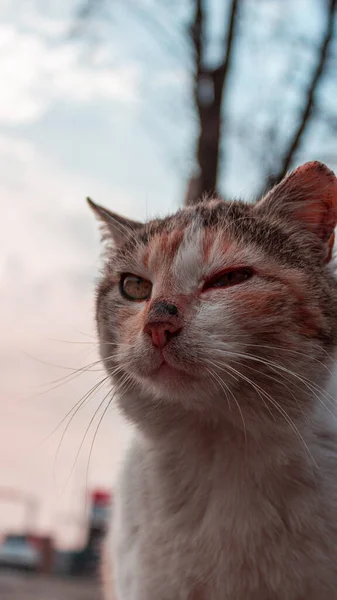 Seekor Kucing Yang Terluka Melihat Kamera — Stok Foto