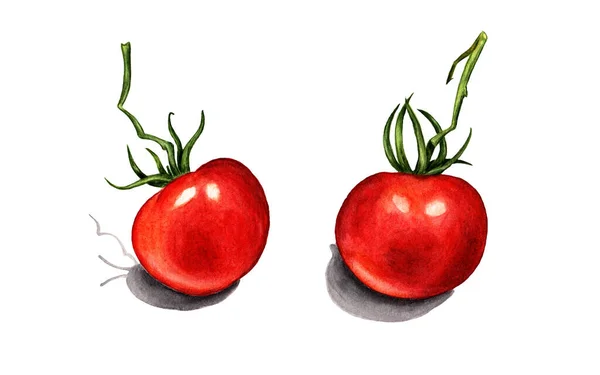 Acuarela Ilustración Dibujada Mano Con Tomates Sobre Fondo Blanco —  Fotos de Stock