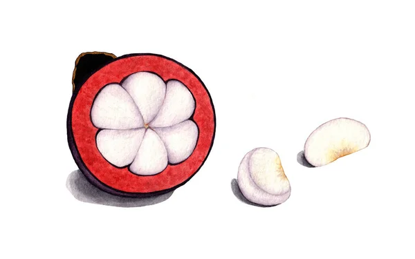 Beyaz Arka Planda Tropikal Meyve Mangoseniyle Suluboya Çizimi — Stok fotoğraf