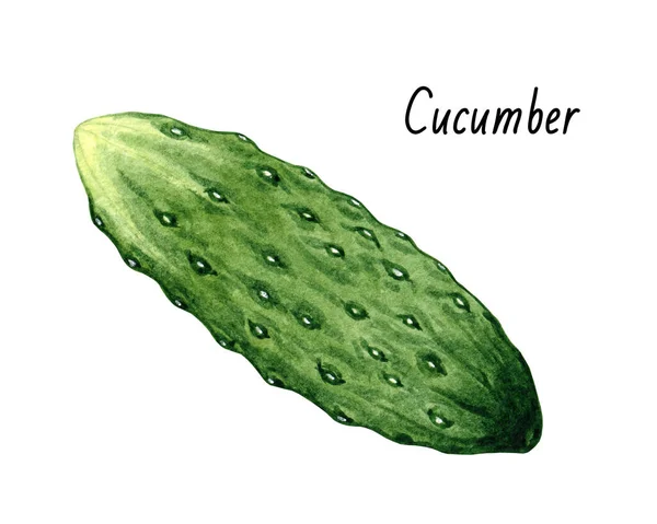 Watercolor illustration of cucumber. Hand-drawn illustration with isolated cucumber on white background. — Stock Photo, Image