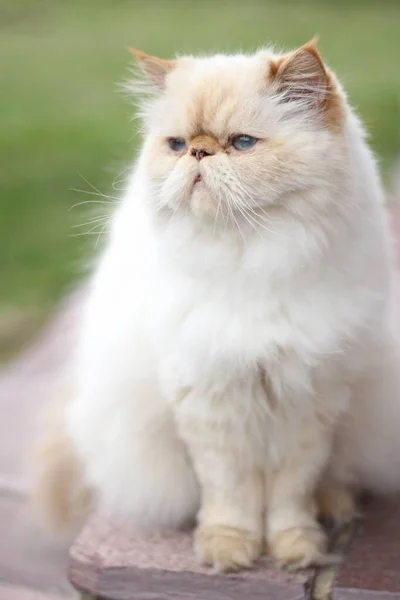 Cute White Fluffy Persian Cat Color Red Point Sitting Porch — Stock Photo, Image