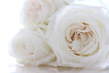 Beyaz arka planda beyaz narin güller. Saf beyaz arkaplan